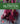 Wardlaw's Contemporary Nutrition: A Functional Approach 2026 Release