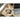 Alternate-Image2 Image for Jabra Evolve2 30 SE Stereo USB C and A Headset